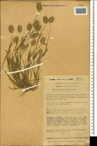 Eremopyrum distans (K.Koch) Nevski, Caucasus, Armenia (K5) (Armenia)