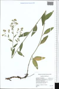 Lepidium latifolium L., Middle Asia, Northern & Central Tian Shan (M4) (Kyrgyzstan)