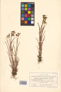 Juncus prismatocarpus subsp. leschenaultii (Gay ex Laharpe) Kirschner, Siberia, Russian Far East (S6) (Russia)