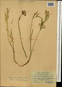 Haloselinum falcaria (Turcz.) Pimenov, Mongolia (MONG) (Mongolia)