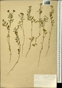 Turgenia latifolia (L.) Hoffm., South Asia, South Asia (Asia outside ex-Soviet states and Mongolia) (ASIA) (Turkey)