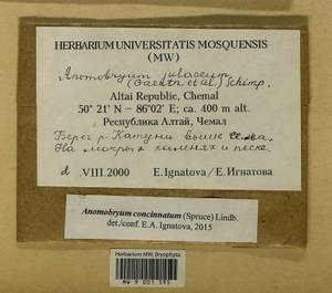 Anomobryum concinnatum (Spruce) A. Jaeger, Bryophytes, Bryophytes - Western Siberia (including Altai) (B15) (Russia)