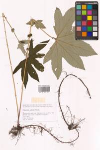 Filipendula digitata (Willd.) Bergmans, Siberia, Russian Far East (S6) (Russia)