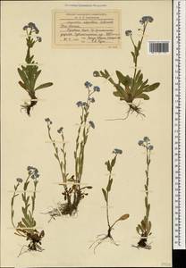 Myosotis alpestris F.W.Schmidt, Caucasus, South Ossetia (K4b) (South Ossetia)