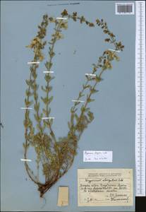 Hypericum elongatum, Middle Asia, Dzungarian Alatau & Tarbagatai (M5) (Kazakhstan)