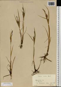 Carex recta Boott, Eastern Europe, Northern region (E1) (Russia)