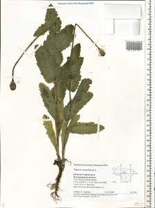 Papaver somniferum L., Eastern Europe, Central region (E4) (Russia)