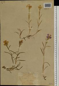 Dianthus chinensis L., Siberia, Yakutia (S5) (Russia)