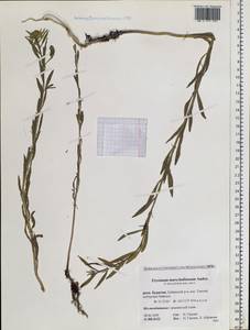 Erysimum odoratum Ehrh., Siberia, Baikal & Transbaikal region (S4) (Russia)