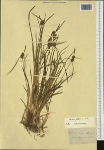 Carex flava L., Western Europe (EUR) (Switzerland)