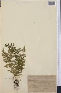 Cystopteris fragilis (L.) Bernh., Middle Asia, Western Tian Shan & Karatau (M3) (Kyrgyzstan)