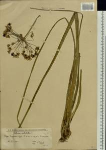 Butomus umbellatus L., Eastern Europe, Lower Volga region (E9) (Russia)