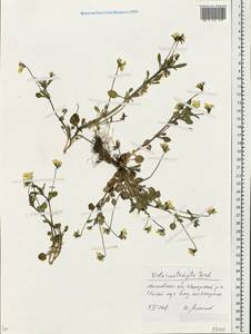 Viola × contempta Jord., Eastern Europe, Moscow region (E4a) (Russia)