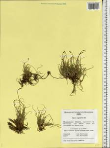 Carex rupestris All., Eastern Europe, Northern region (E1) (Russia)