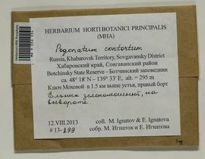 Pogonatum contortum (Menzies ex Brid.) Lesq., Bryophytes, Bryophytes - Russian Far East (excl. Chukotka & Kamchatka) (B20) (Russia)