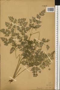 Selinum carvifolia (L.) L., Eastern Europe, Central forest-and-steppe region (E6) (Russia)