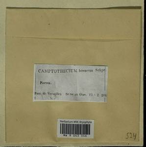 Homalothecium lutescens (Hedw.) H. Rob., Bryophytes, Bryophytes - Western Europe (BEu) (France)