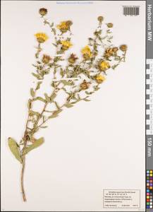 Grindelia squarrosa (Pursh) Dunal, Eastern Europe, Moscow region (E4a) (Russia)