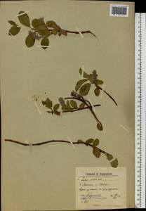 Salix arctica, Eastern Europe, Northern region (E1) (Russia)