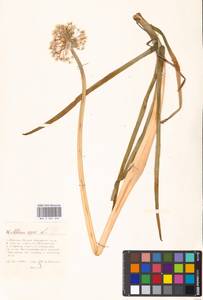 Allium cepa L., Eastern Europe, Moscow region (E4a) (Russia)