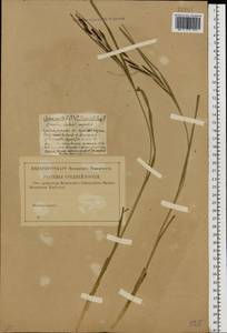 Carex nigra (L.) Reichard, Eastern Europe (no precise locality) (E0) (Russia)