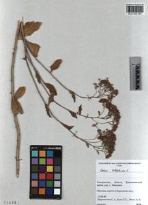 KUZ 003 361, Hylotelephium telephium subsp. telephium, Siberia, Altai & Sayany Mountains (S2) (Russia)