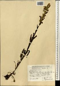 Pedicularis tristis L., Mongolia (MONG) (Mongolia)