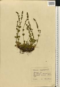 Veronica serpyllifolia L., Eastern Europe, Eastern region (E10) (Russia)
