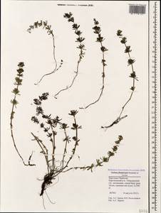 Galium fistulosum Sommier & Levier, Caucasus, Stavropol Krai, Karachay-Cherkessia & Kabardino-Balkaria (K1b) (Russia)