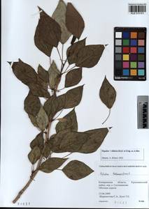 Populus tremuloides Michx., Siberia, Altai & Sayany Mountains (S2) (Russia)