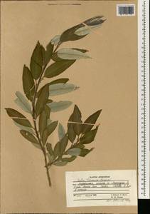 Salix turanica Nasarow, South Asia, South Asia (Asia outside ex-Soviet states and Mongolia) (ASIA) (Afghanistan)