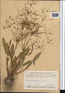 Alisma plantago-aquatica L., Middle Asia, Muyunkumy, Balkhash & Betpak-Dala (M9) (Kazakhstan)