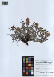 KUZ 001 266, Hedysarum gmelinii Ledeb., Siberia, Altai & Sayany Mountains (S2) (Russia)