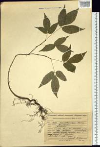 Acer mandshuricum Maxim., Siberia, Russian Far East (S6) (Russia)