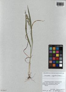 Echinochloa crus-galli (L.) P.Beauv., Siberia, Altai & Sayany Mountains (S2) (Russia)