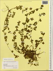 Medicago lupulina L., Caucasus, Krasnodar Krai & Adygea (K1a) (Russia)