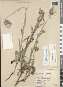 Carduus uncinatus M. Bieb., Eastern Europe, Lower Volga region (E9) (Russia)