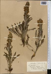 Pedicularis talassica Vved., Middle Asia, Western Tian Shan & Karatau (M3) (Kazakhstan)