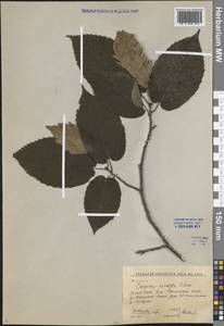 Carpinus cordata Blume, Siberia, Russian Far East (S6) (Russia)