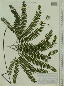 Adiantum pedatum L., Siberia, Russian Far East (S6) (Russia)