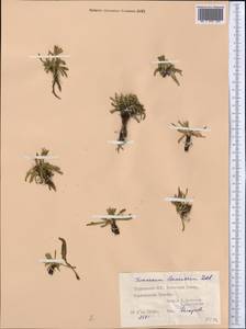 Taraxacum leucanthum (Ledeb.) Ledeb., Middle Asia, Pamir & Pamiro-Alai (M2) (Tajikistan)