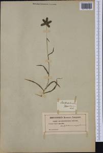 Dactyloctenium aegyptium (L.) Willd., Western Europe (EUR) (Not classified)