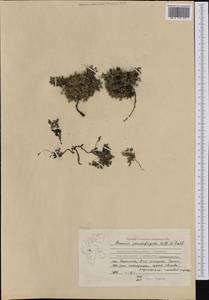 Arenaria pseudofrigida (Ostenfeld & Dahl) Schischkin & Knorring, Western Europe (EUR) (Svalbard and Jan Mayen)