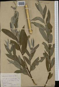 Salix alba L., Siberia, Western (Kazakhstan) Altai Mountains (S2a) (Kazakhstan)