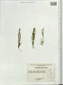 Potamogeton sibiricus A.Benn., Siberia, Chukotka & Kamchatka (S7) (Russia)