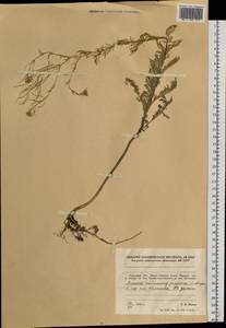 Descurainia sophia (L.) Webb ex Prantl, Siberia, Russian Far East (S6) (Russia)