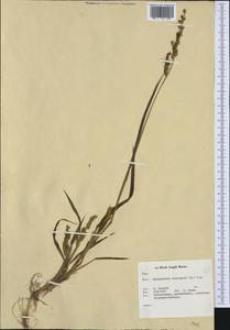 Echinochloa crus-galli (L.) P.Beauv., Western Europe (EUR) (Netherlands)