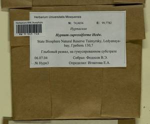 Hypnum cupressiforme Hedw., Bryophytes, Bryophytes - Krasnoyarsk Krai, Tyva & Khakassia (B17) (Russia)