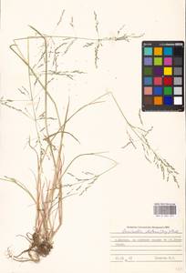 Puccinellia distans (Jacq.) Parl., Eastern Europe, Moscow region (E4a) (Russia)