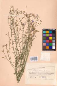 Linum perenne L., Eastern Europe, Rostov Oblast (E12a) (Russia)